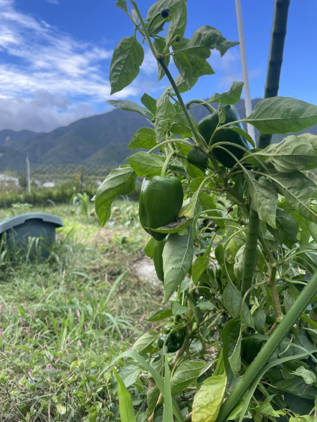 秋でも元気なピーマン