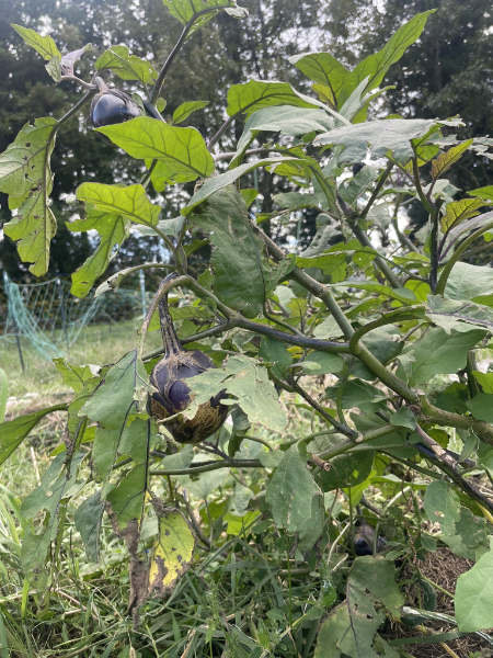 つやつやのなす