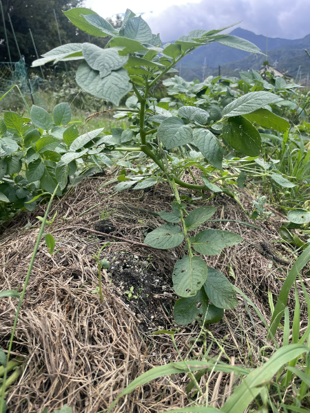 ホクホクのじゃがいも