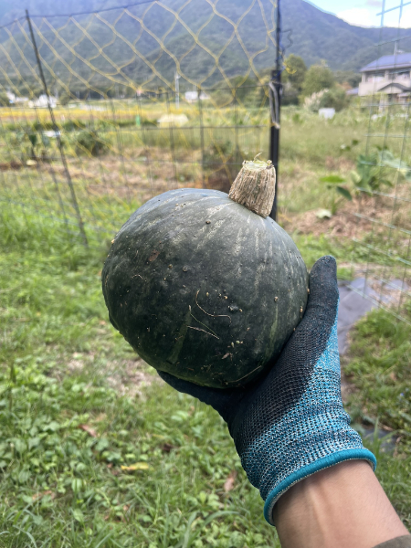 採れたてのかぼちゃ